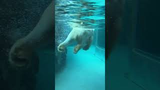 泳ぎ回るホッキョクグマ　夜の旭山動物園 / Polar Bear in Asahiyama Zoo.