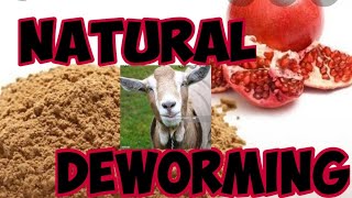 BAKRO KI DEWORMING 🐛🐛KARNE KA DESI TARIKA natural Deworming for goats