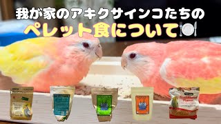 【アキクサインコ】我が家のアキクサインコたちのペレット食について🍚