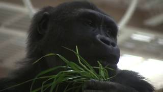 シャバーニ家族 477 Shabani family gorilla