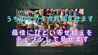 ニュージーランド多肉生活８月１３日　うちの多肉数個紹介します