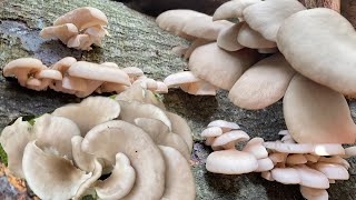 เก็บเห็ดนางรมสวยหมานอีกแล้ว # oyster mushrooms.12/8/22.