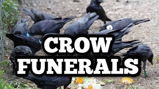 Crow Funerals Exploring Mourning Behavior in Birds