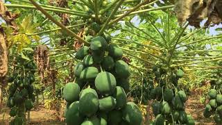 |Papaya Natural Farming in ZBNF Subhash Palekar| organic papaya