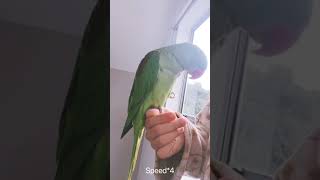 Alexandrine parrot likes sunbathing｜亚历山大鹦鹉喜欢晒太阳🌞