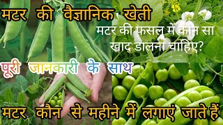 matar ki kheti ||#farming | | हरा मटर की खेती कैसे करें