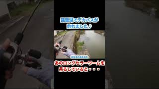 琵琶湖でデカバスが釣れました！（常吉ウオデス、ファットイカ）