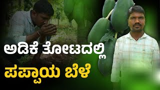 ಸಮಗ್ರ ಕೃಷಿಯಿಂದ ಅತಿ ಹೆಚ್ಚಿನ ಬಿಸಿಲಲ್ಲೂ ಅಡಿಕೆ ಗರಿಗಳು ಒಣಗಿಲ್ಲ | Areca Papaya