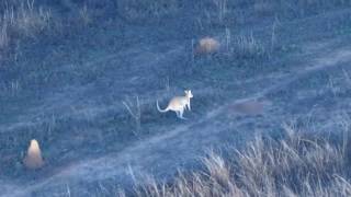 A Running Wild Wallaby In Cairns, Australia 気球から野生のワラビーを見る オーストラリア ケアンズ