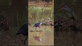 Wait for it…Goliath Heron spearing a fish in Kruger #birdwatching #birdslover #heron #kruger