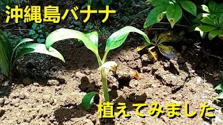 沖縄島バナナ植えてみました