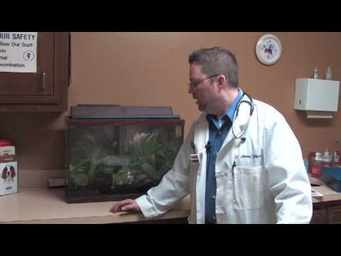 Pet & Animal Care : How to Tell If a Goldfish Is Pregnant Pet & Animal Care : How to Tell If a Goldfish Is Pregnant