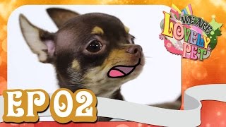 We Are Lovely Pet - เฉโป ขาโหด! [Ep.2] 18+ l VRZO
