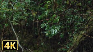 [Sound sleep effect] The soothing sound of rain, 2 hours of sleep