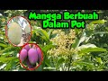 Membuahkan Mangga Masih Kecil Dalam Pot Dengan Mudah Tanpa ZPT