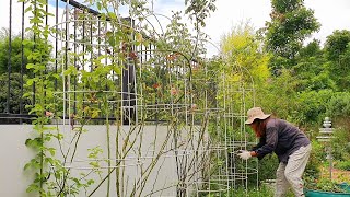 ตัดแต่งกุหลาบเลื้อย 5 ซุ้ม ตัดแต่งไม้พุ่ม ถอนวัชพืช สวนกุหลาบคอตเทจในไทย จัดสวนเอง Hatley Garden