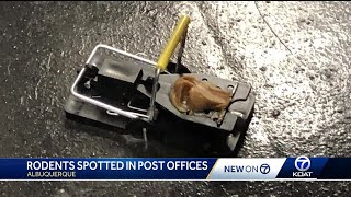 Rats, rodents, bats still plaguing  Albuquerque post offices