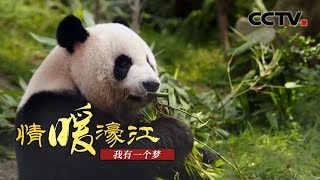 《情暖濠江》第六集 我有一个梦 | CCTV纪录