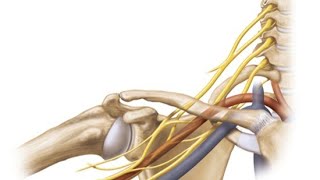 TOS Basics: The Role of the Brachial Plexus in Thoracic Outlet Syndrome (Free On-Line)