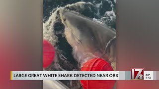 Biggest male great white shark ever recorded in Atlantic resurfaces near NC coast