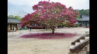 🌷순천 송광사 배롱나무꽃🌺🌹