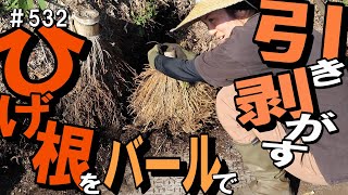 ひげ根レベル120％！地下茎よりも厄介な根っこを見て！見て！