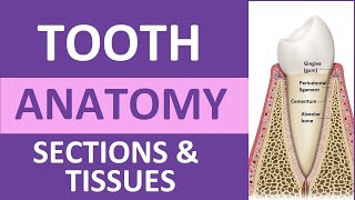 Tooth Anatomy: Structure & Tissues | Crown, Neck, Root, Dentin, Cementum, Enamel