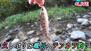 【魚釣りLive】いつもの槻川でテンカラ釣り【ニコ生同時配信】