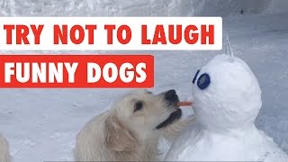 Try Not To Laugh | Funny Dog Video Compilation 2017