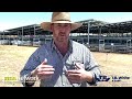 ballarat cattle sale tb white 13th december 2024