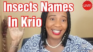 Learn The Names Of Insects In Krio| For Beginners.