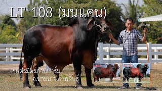 ชม MR LT BRAHMAN 108 I มนแคน I สุดยอดพ่อพันธุ์บราห์มันแดงสายต่าง