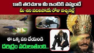 కాకి తరచుగా మీ ఇంటికీ వస్తుంటే మీ శని వదిలిపోయే రోజు వచ్చినట్లే | Unknown Facts About Crow Astrology