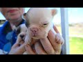 Puppies rescued from two puppy mills!