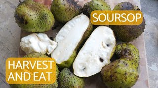 How to Harvest and Eat a Soursop/Guanábana