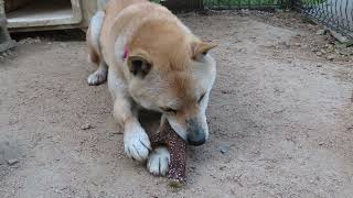 鹿の角をかじる山陰柴犬