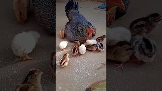 ||cute chicks and mother hen|| #shortsfeed #shorts #trending #viral #chicks #hen