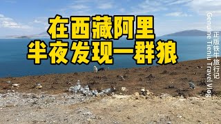 鐵牛旅行記156集/在西藏阿里半夜被幾只狼盯著後背發涼，連續開10多個小時到檢查站不敢走了。感謝你訂閱【正版铁牛旅行记】#環遊中國 #流浪狗救助 #狗是人类最忠诚的朋友 #艾倫