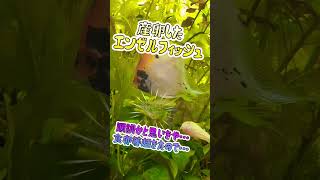 衝撃の産卵その後…#shorts #short #shortvideo #aquarium #アクアリウム #熱帯魚