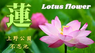 上野公園不忍池の蓮　japanese lotus flower