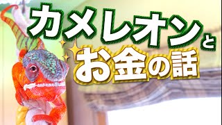 【カメレオンの飼い方】知識編③ カメレオン飼育に必要なお金