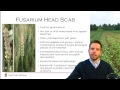 wheat disease management 5 5