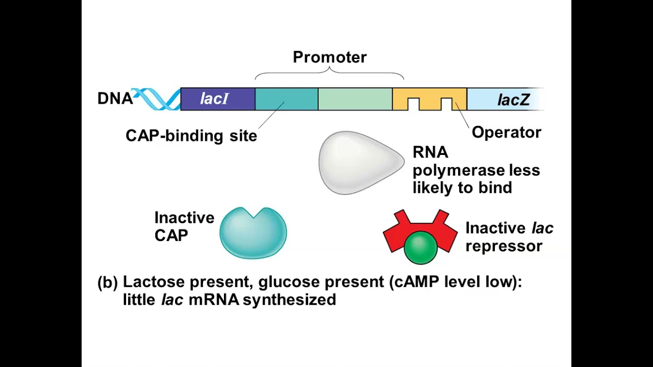 Chapter 18: Regulation Of Gene Expression - YouTube