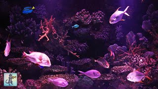 A stunning aquarium with relaxing music! ~ beautiful coral reef fish 🐠