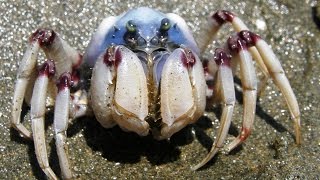 Soldier Crabs