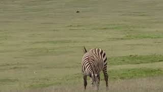 Tanzanya/serengeti nin inanılmaz vahşi hayvanların bile dışarı çıkamadıkları doğa olayı.Ngorongoro