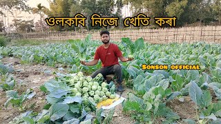 ওলকবি নিজে খেতি কৰা চাওক এবাৰ।। sonson official ##