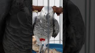 She gave me a kiss.....WHAT?!!!!! Elma the African Grey talking #SHORTS