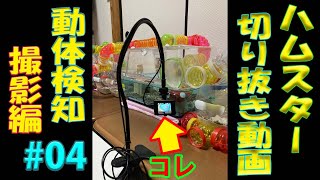 【アクションカメラの】ハムスター切り抜き動画#4【間違った使い方】