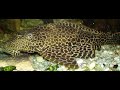 pleco care and information hypostomus plecostomus common pleco